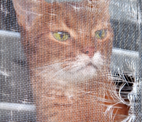 Pet Screen